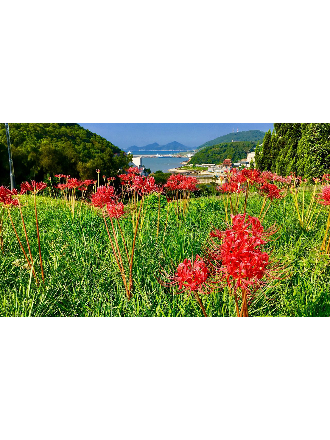 唱歌說故事〈彼岸花之戀〉──兼說馬祖婚嫁瑣事