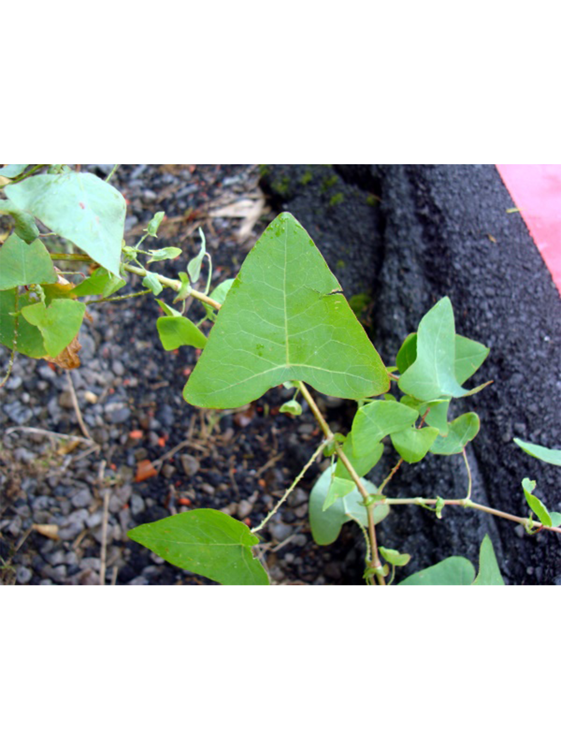 馬祖方言「同物異名」的現象舉例（扛板歸）