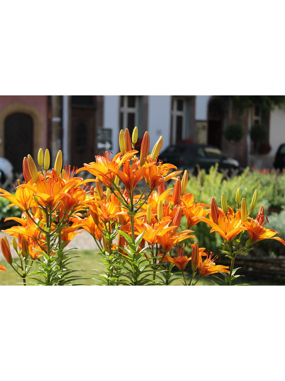 異父一母親兄弟   一父二母別儂儂