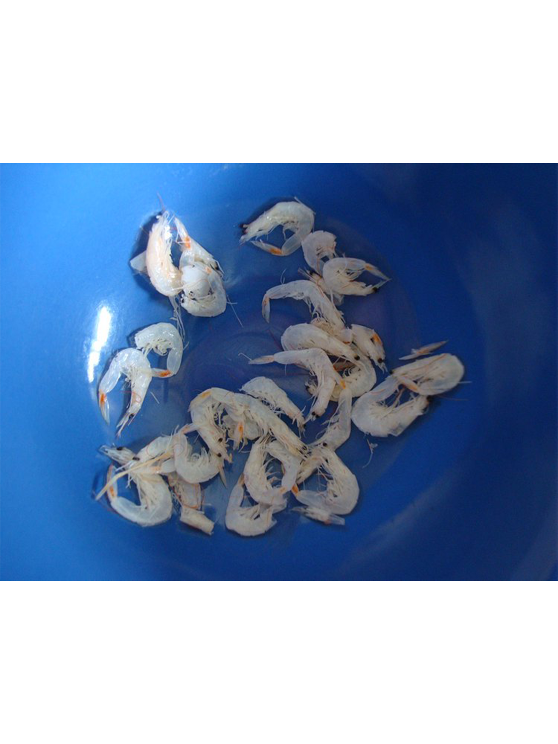 悠悠歲月　逝者如斯（一）揀蝦米