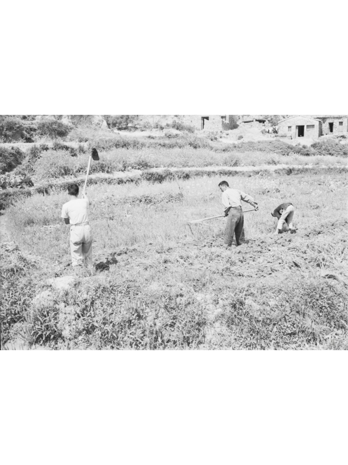 馬祖庶民生計與飲食-番薯篇